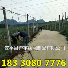 3.0MM PET��ɫ ��ɫ��䓾� ���������Ĥ �������� ������