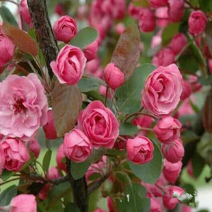 �������l3���ֱ������ăr�� ���Ę����󃞻�