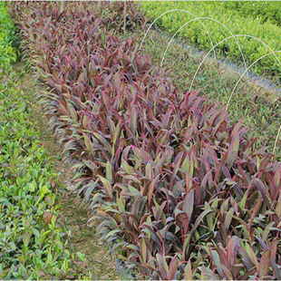 Wholesale Bright-Leafed Banana Seedlings, Garden and Park Greening, Red-Leafed Banana Base, Large Number of Small Banana Seedlings