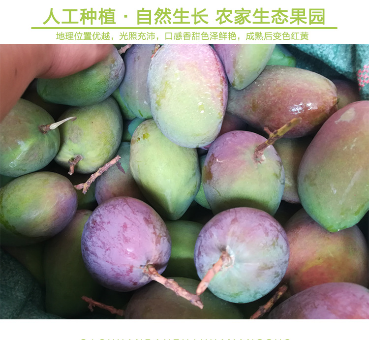 凯特芒果_13