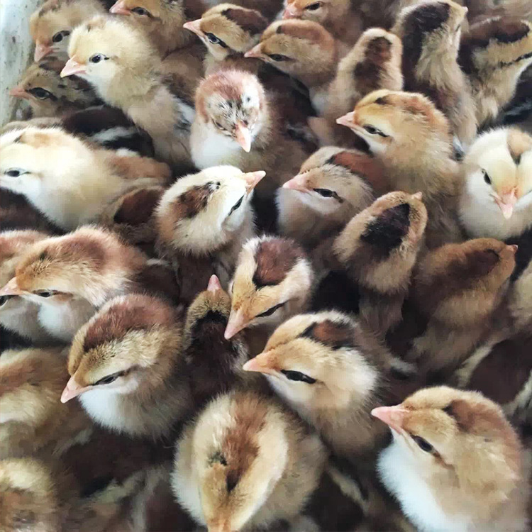 鸡苗 温氏清远二号麻鸡苗 红玉鸡苗 优质鸡苗 抗病力强厂家直销|ms