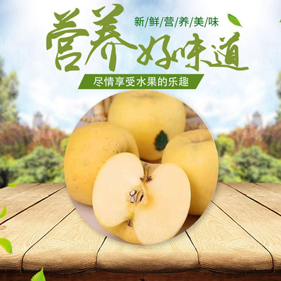 山东烟台黄金帅奶油富士苹果5斤大果包邮新鲜水果 栖霞牛奶黄苹果