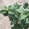 [Base directly batch] Boutique Camellia seedlings with bud potted tea seedlings (black cloth bags) bloom in four seasons