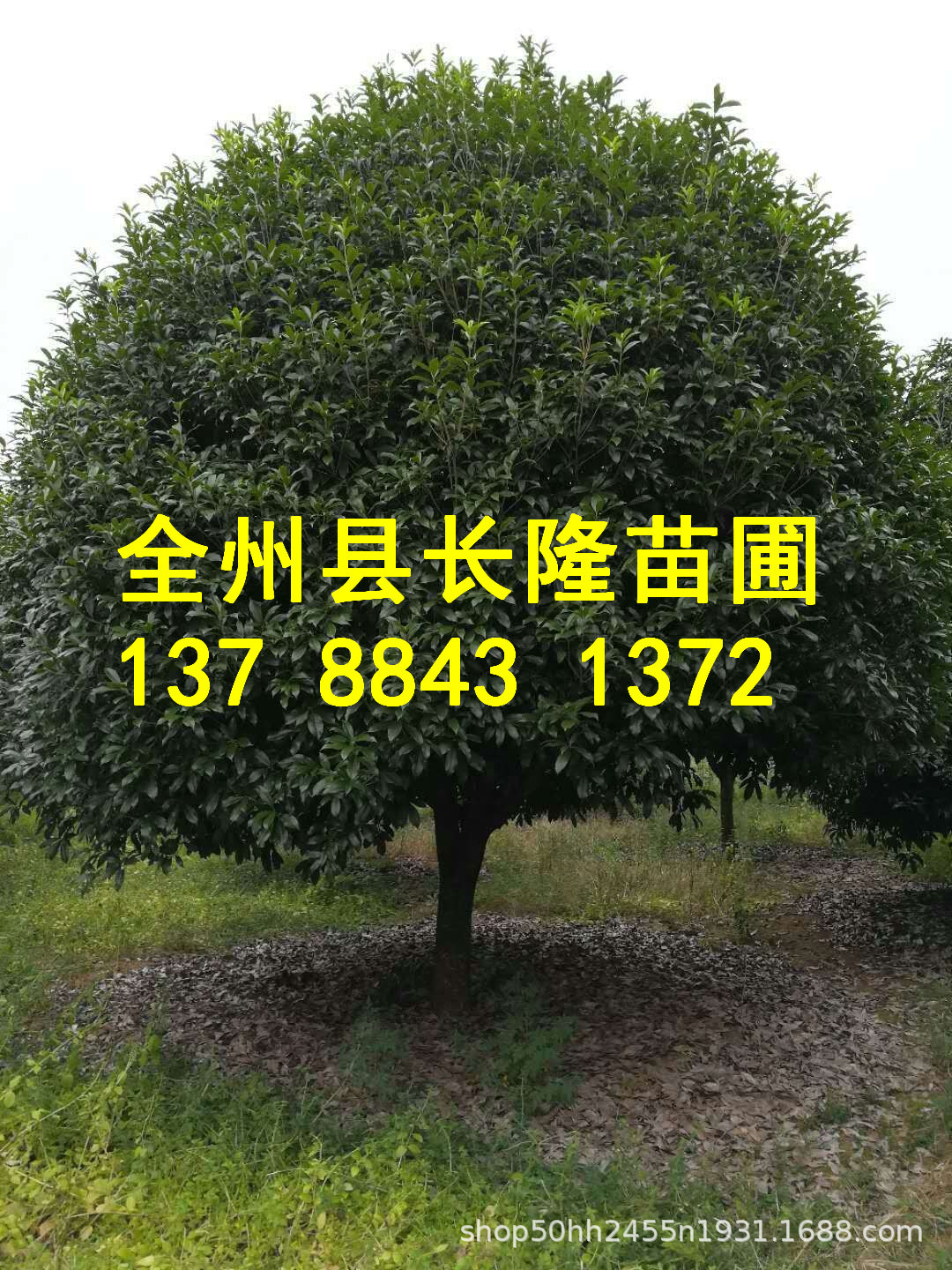 绿化树木桂花树12公分分支1 2米球形价格实惠精品桂花树 种苗花卉网