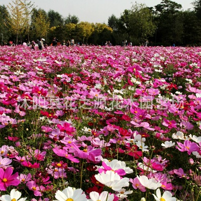 花海工程草花格桑花 大花波斯菊  再生能力強 花期長四季花開