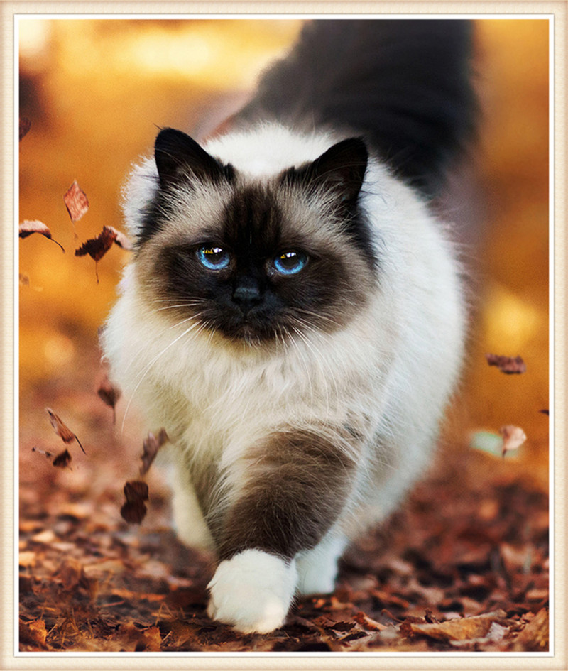 DW1933 猫 C235-25X30.jpg