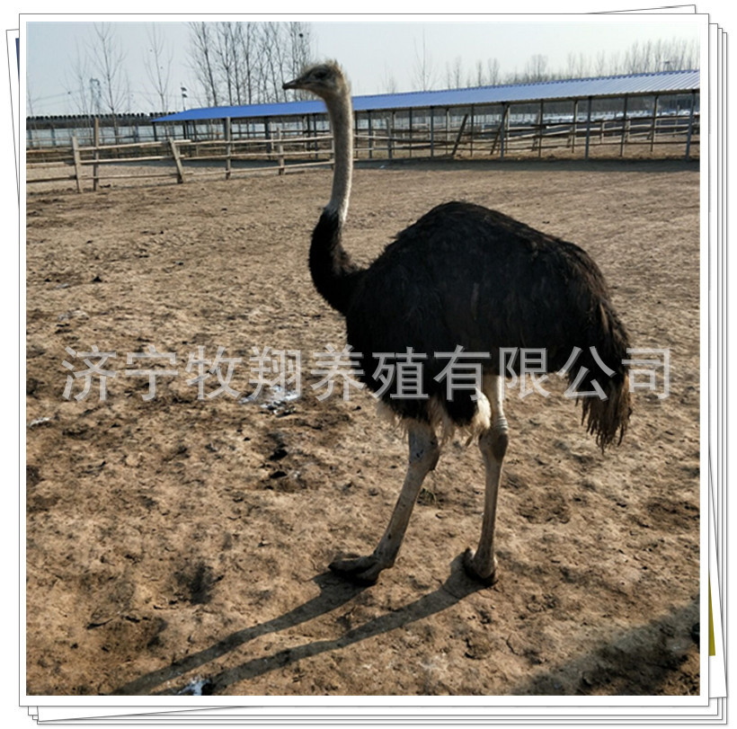 活体鸵鸟苗养殖出售 哪里有卖成年非洲鸵鸟的 鸸鹋苗哪里有卖的