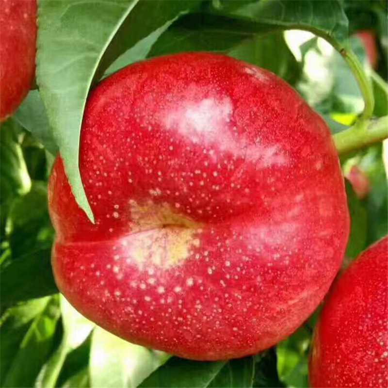 油桃苗基地-开元园艺场 大量出售油蟠桃树苗 油桃树苗