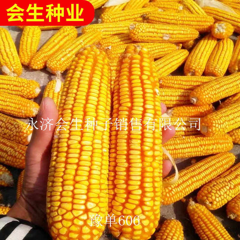 批发农作物玉米种子 豫单606 品种好 籽粒鲜艳 淀粉含糖高营养好|ms