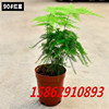 Bamboo potted mini small bamboo green plant desktop desktop sterilization and purification air -watching indoor flower bonsai