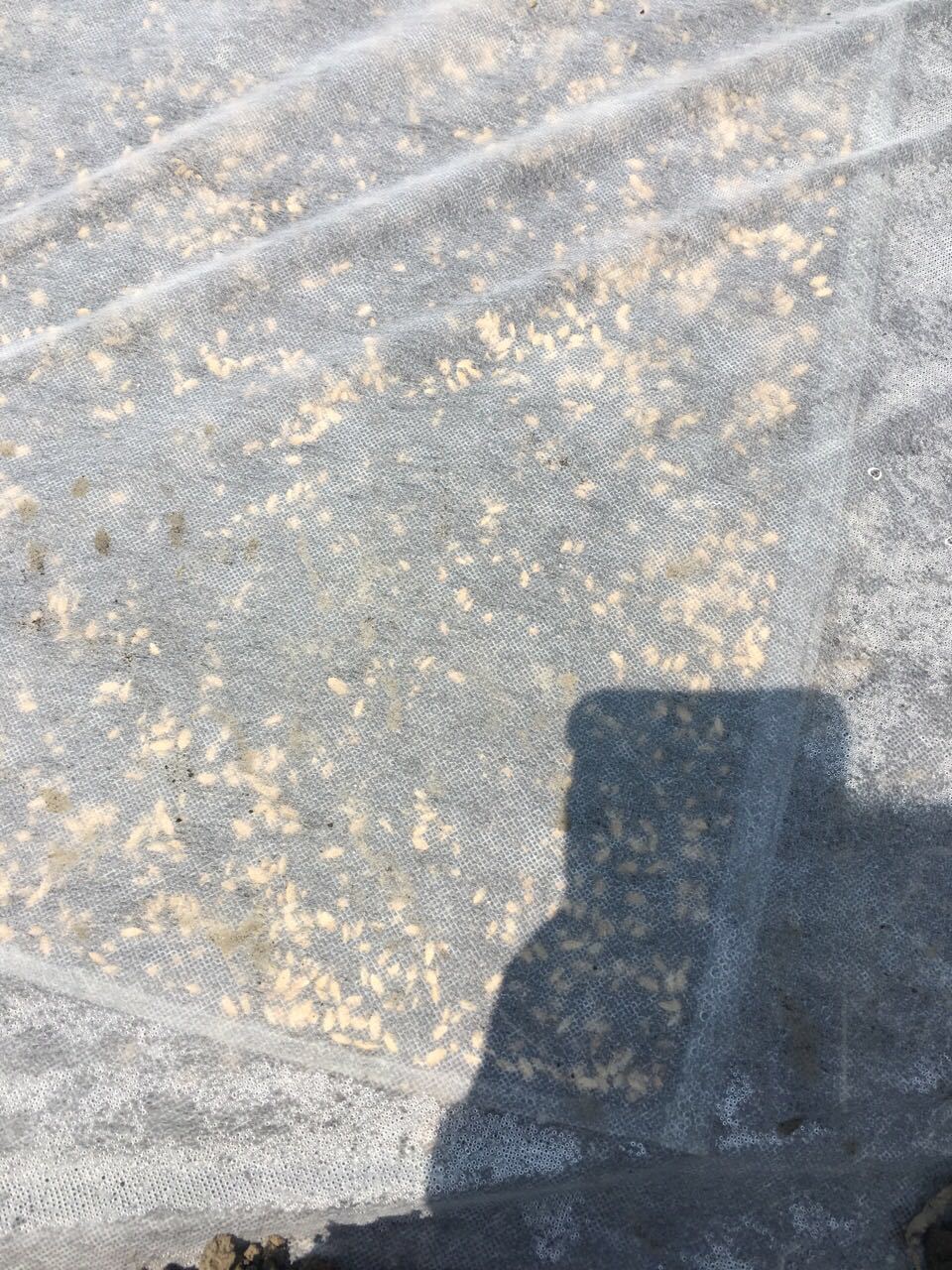 水稻育秧育苗无纺布农用花草树苗育种土工布覆盖地膜