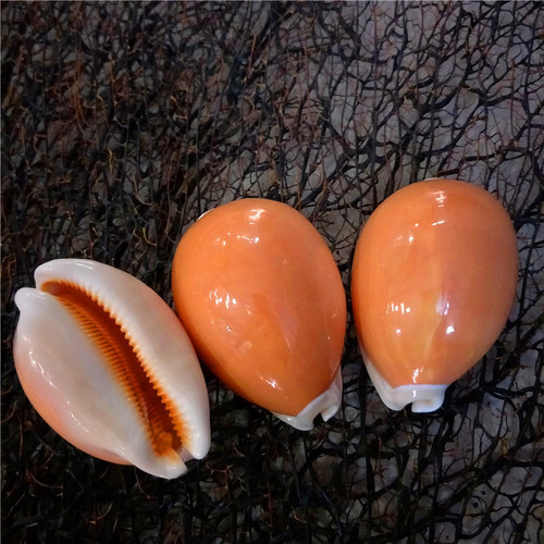 Factory direct sales about 9 cm gold treasure snails, specimen snails, conch shells, window decorations, collectibles