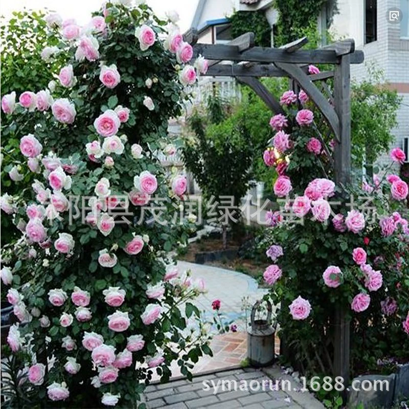 Фудзимото Роза восхождение Роза Gem Парад Золото Празднование Ротанг Радуга Маленькая девочка Анджела