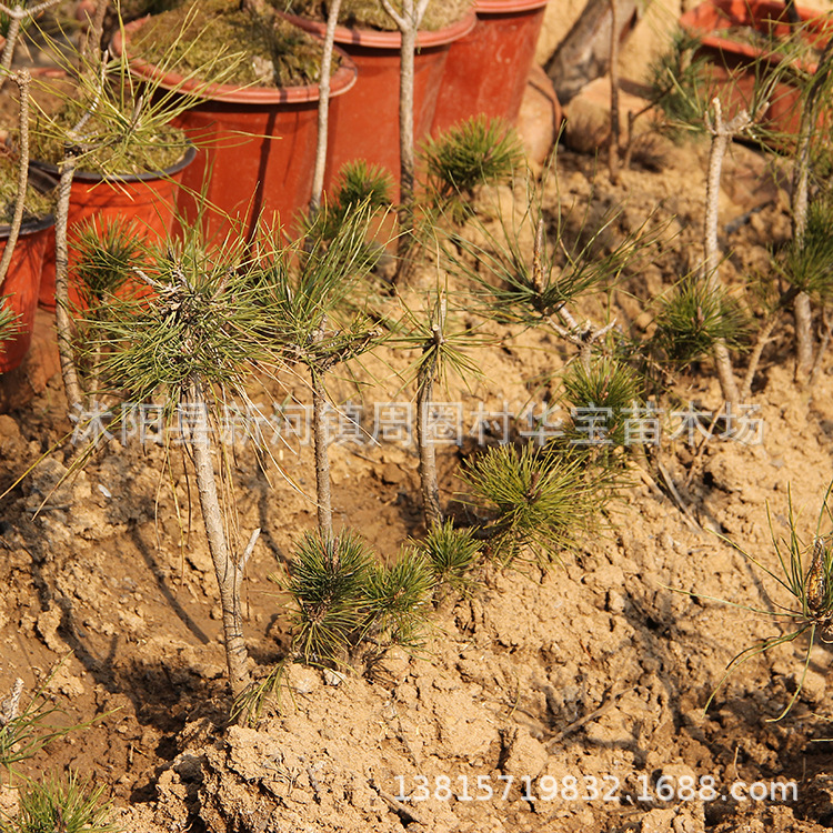 Warburg Nursery stock yard supply Orthodox school Pinus Seedlings ensure Pinus Authenticity villa courtyard plant