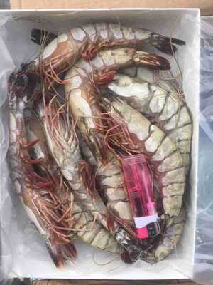 批发供应冷冻进口马达加斯加黑虎虾大对虾