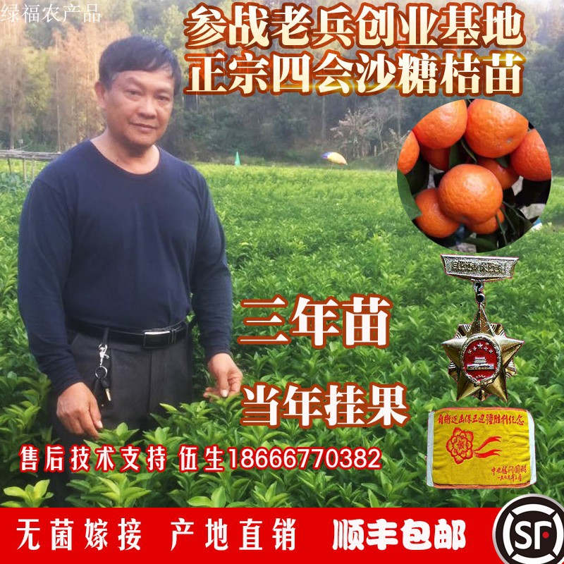 high quality Granulated sugar Orange Seedlings Orthodox school Sihui Granulated sugar Orange Seedlings Made direct marketing