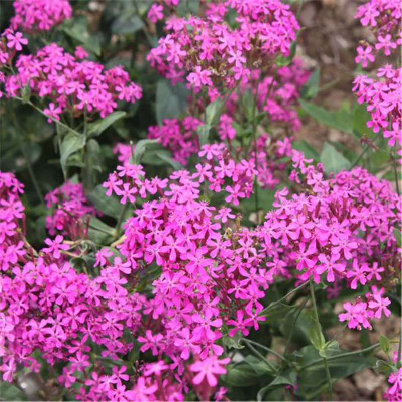 Courtyard Park Карлик Семена Снеговика Большие Дендранчи Цветочная Кровать В Горшке Весенний Посев Цветы Семена Цветов Четыре Сезона Семена Цветов