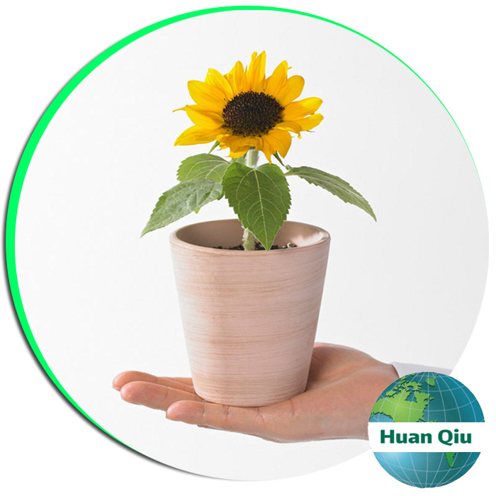 矮向日葵種子套餐四季易種食用向日葵室內陽台盆栽花卉植物包郵