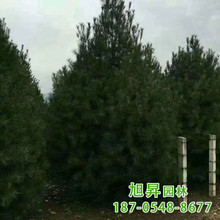 白皮松基地直销 冠幅优美15-20公分白皮松价格工程园林绿化白皮松