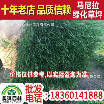 wholesale Direct selling Manila Lawn Manila turf Warm-season lawn Zoysia series Residential quarters School