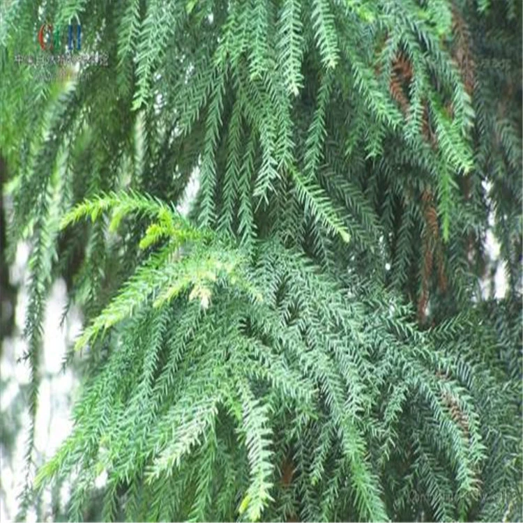 Недавно собранные виды лесных деревьев Араукария Кедра Семя кедра Австралазская ель чешуя лист Араукария Кедр форма башни Араукария Кедр