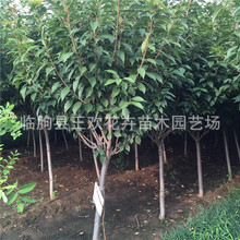 �ѻ�����ɽ�|���Ի��� 3���֙ѻ���С�� �G����ľ�ѻ�����