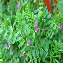批發綠肥光葉紫花苕種子 毛苕子小苕子養蜂蜜源植物長柔毛野豌豆