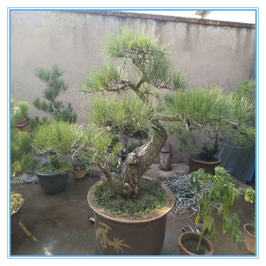 419542963775402991_副本