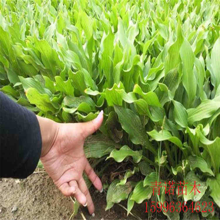 基地出售 玉簪 青叶玉簪花 金边玉簪 花叶玉簪 盆栽植物 园林绿化-阿里巴巴