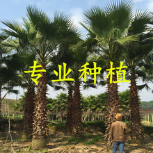 基地直供华盛顿棕榈 老人葵丝葵 小区庭院绿化工程苗木