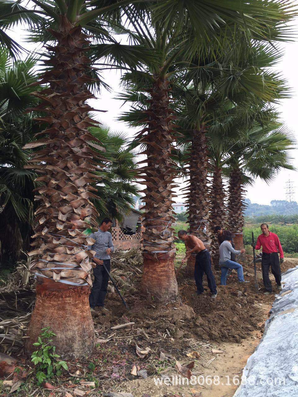 华棕（老人葵）