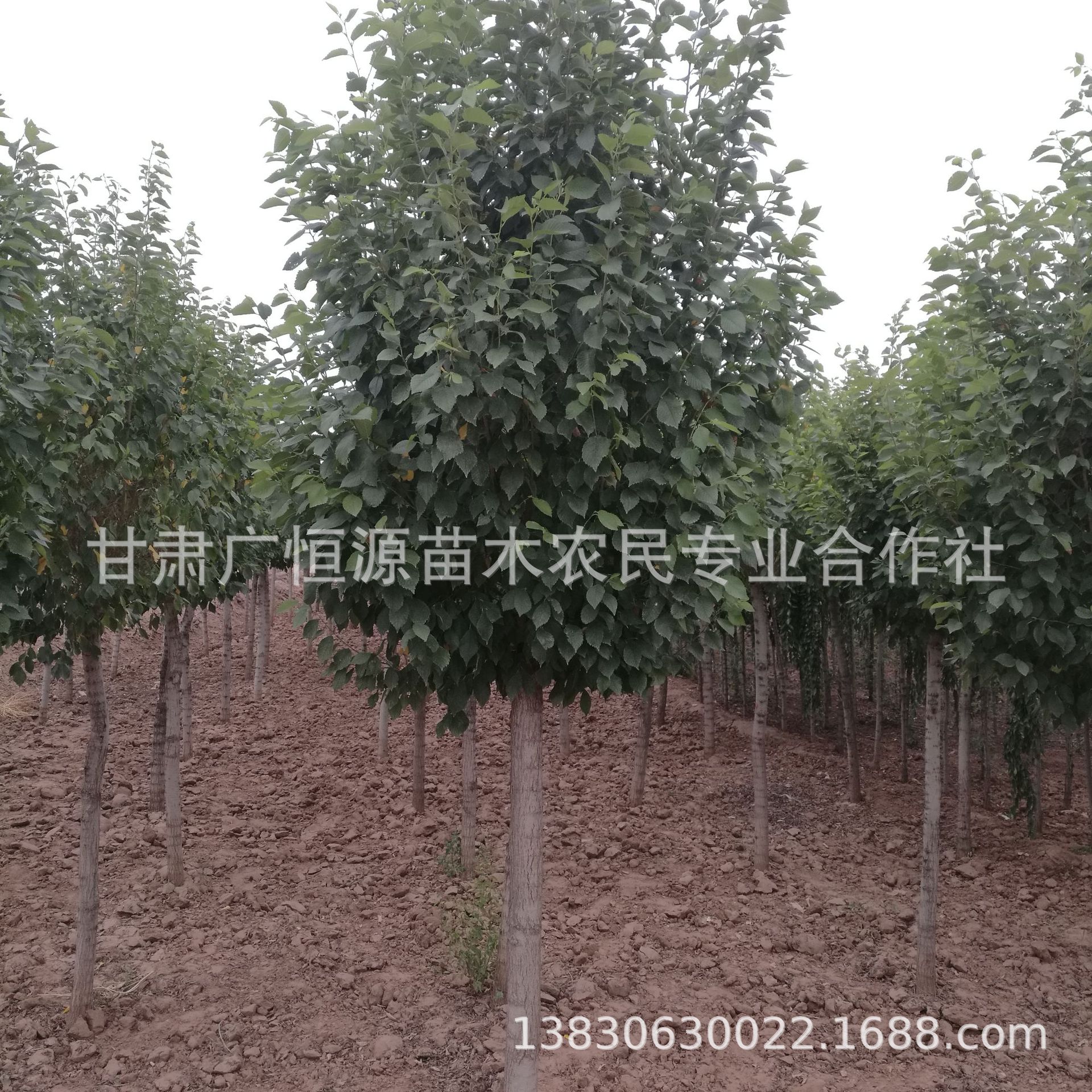 苗圃自产自销1年至8年生白榆树 甘肃白榆圆冠榆金叶榆基地-阿里巴巴