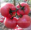 wholesale tomato seed Fanba No.5 Large fruit Tomatoes seed Pink Tomato 1000 Capsules