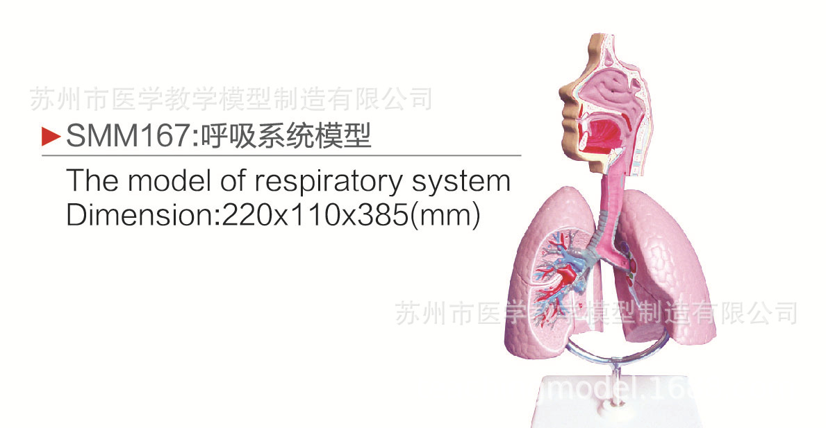 SMM167呼吸系统模型药物促销医学教学器材 呼吸系统模型实验教材