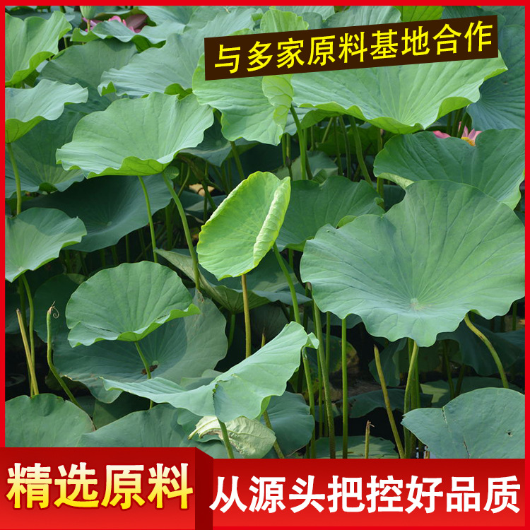 荷叶提取物4% (3)