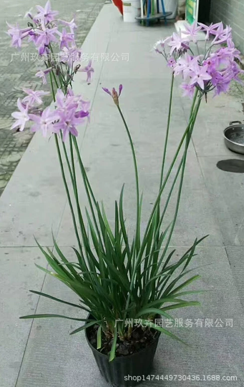Фиолетовый Цзяо цветок растение цветок земля рассада горшок база прямые волосы Большие выгодно