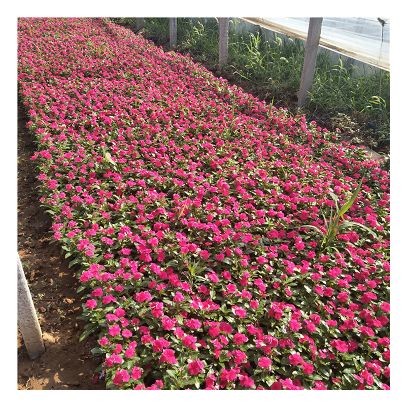 仪花园林用途,仪花,各种花的用途(第2页)_大山谷图库