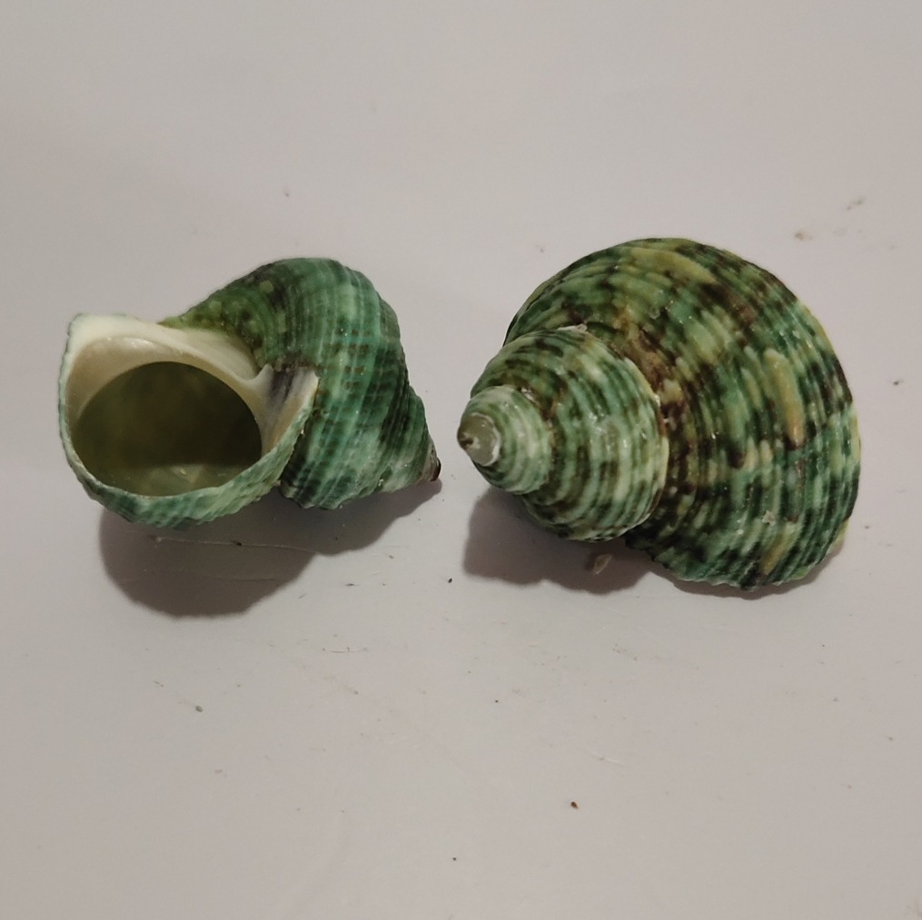 海螺贝壳 小青螺 青螺 DIY蜡烛材料 果冻蜡配件 50克-阿里巴巴