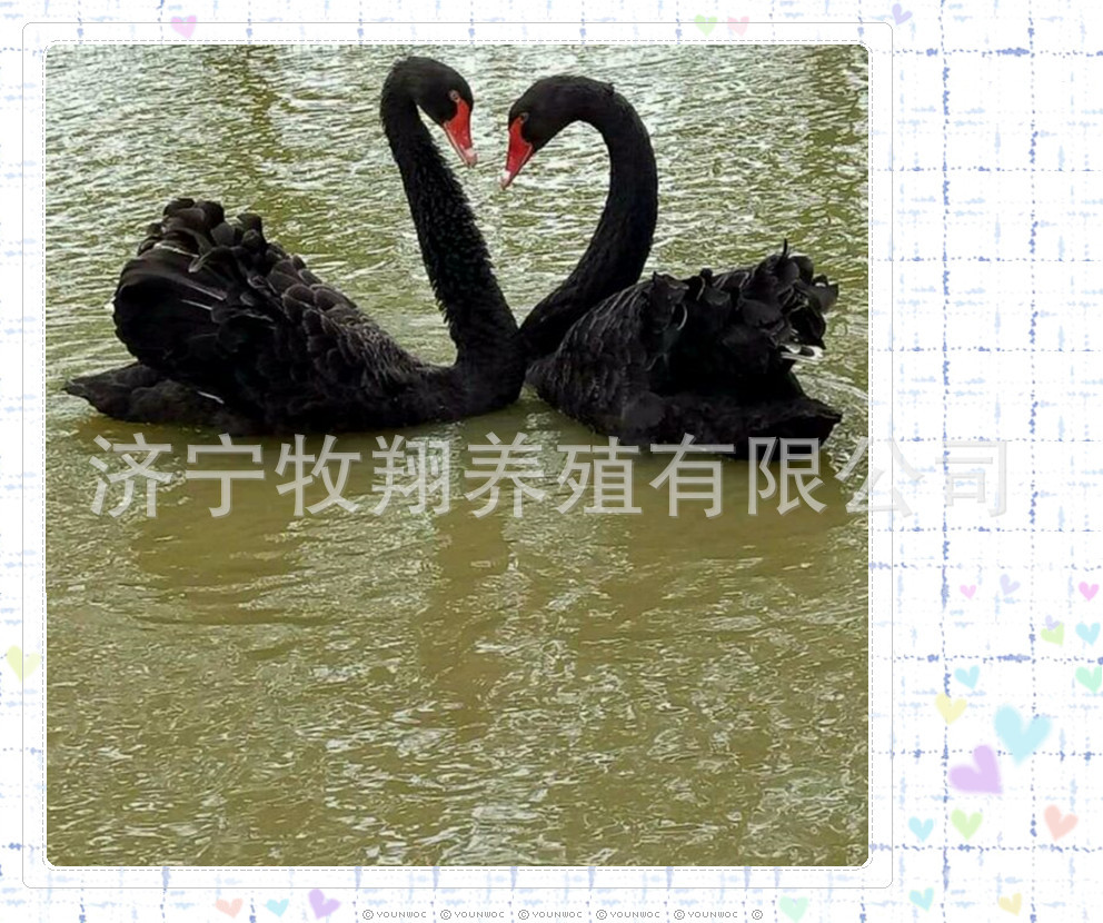 哪里有卖成年活体鸳鸯的 黑天鹅苗一只多少钱 成年黑天鹅一只价格
