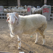 原產地小尾寒羊屠宰肉羊出售品種商品羊市場價格肉羊批發