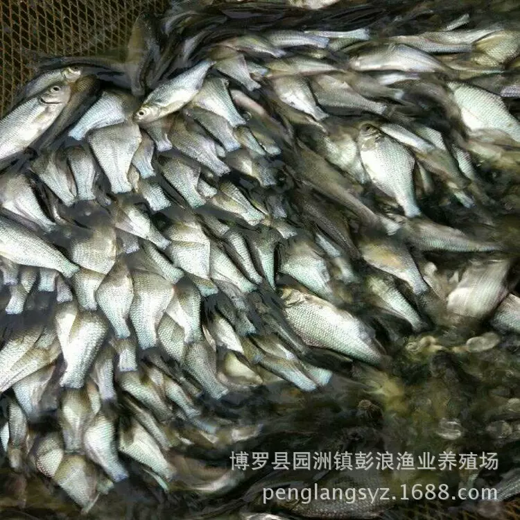 武昌鱼苗 团头鲂鱼苗 缩项鳊鱼苗 三角鲂鱼苗 鳊鱼鱼苗批发