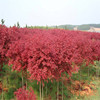 Sale of Japanese red maple seedlings, red maple, small seedlings, complete large -scale discounts