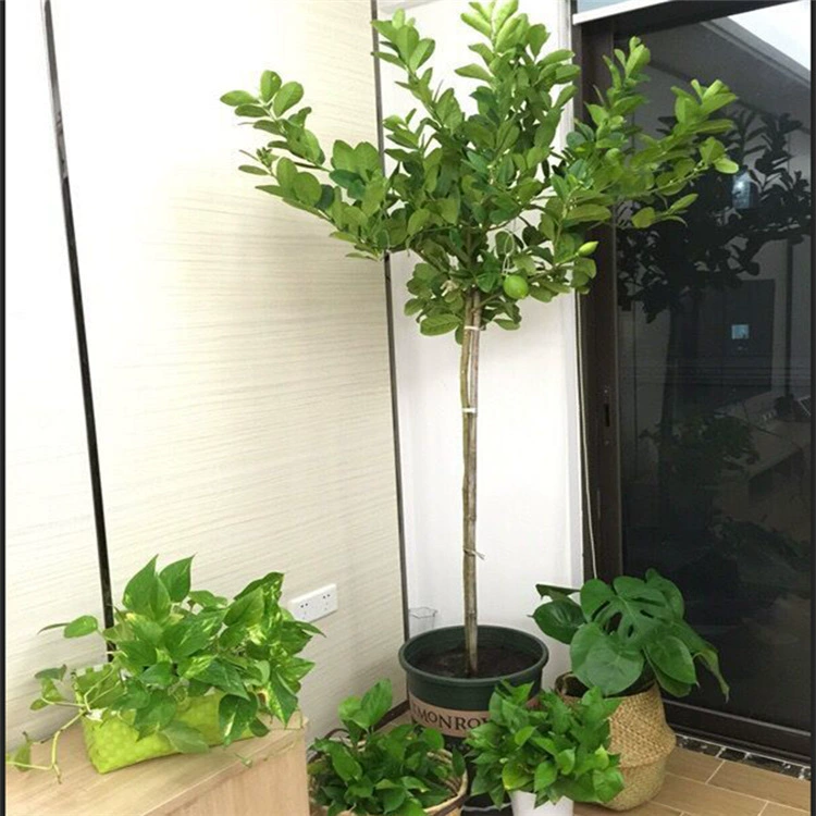 Лимонное дерево Высокий горшок завод в горшке Эурек Лимонное дерево Духи Лимонное дерево с цветами и фруктами Тип бара Фруктовое дерево