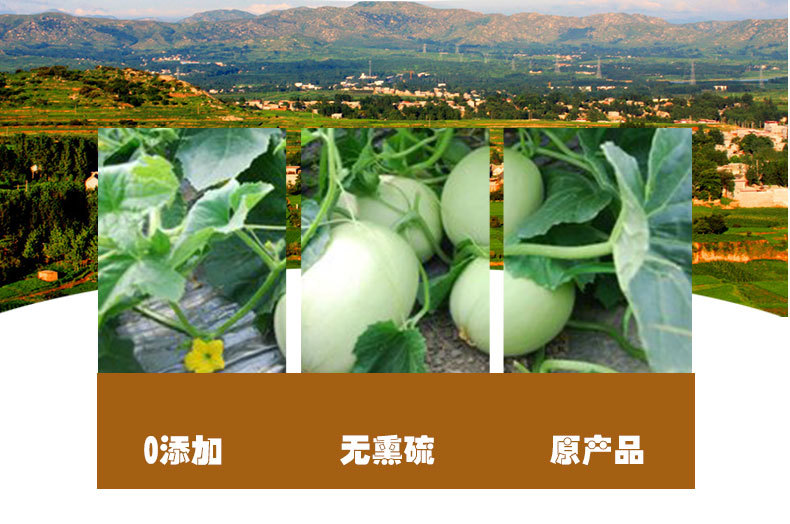 Tian Gua Di (Cucumis melo Peduncle) — Dried Bitter Melon Stem for Herbal Use quality and texture