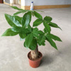 [Base Direct Sales] Wholesale Four Seasons Changqing Office desktop small potted plants 100#Fortune tree