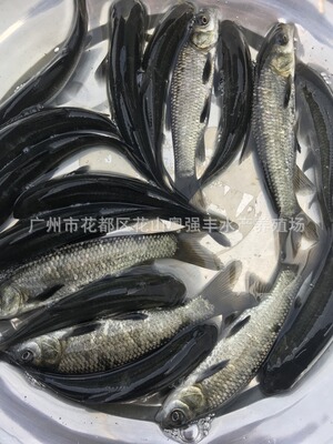 淡水青魚苗批發魚苗養殖基地直供優質黑鲩魚苗供應魚苗活體出售