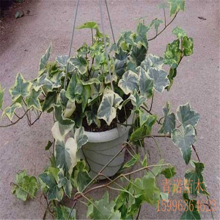 Базовый проект по озеленению прямых продаж саженцы Настенное озеленение саженцев саженцы плюща полные характеристики большое количество скидка