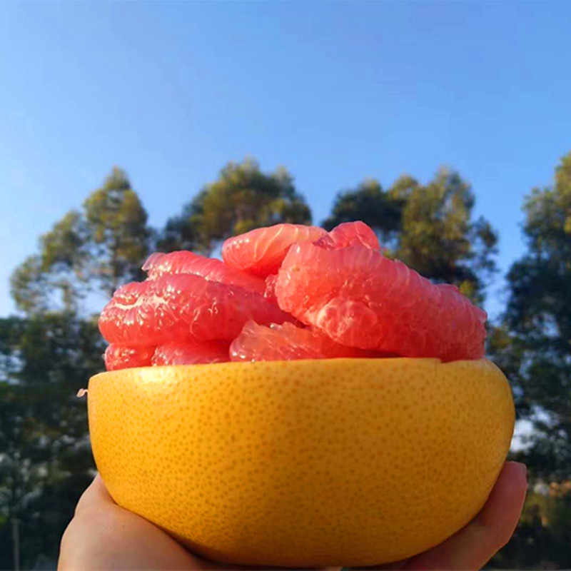福建平和管溪红心柚子红肉蜜柚红柚子新鲜水果当季密柚代发