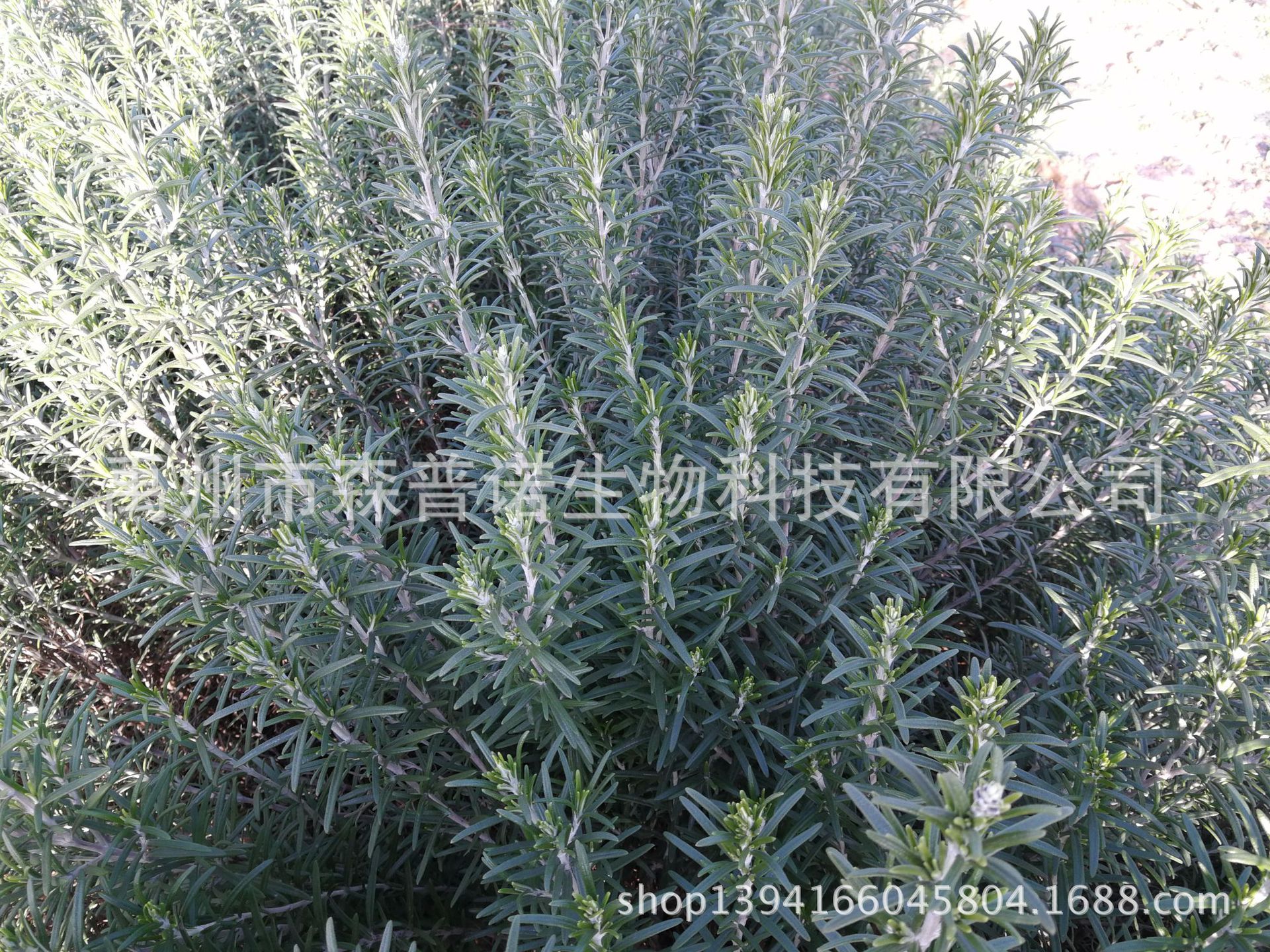 Senpunuo森普诺生物-特级高含量、高产量大叶迷迭香种植