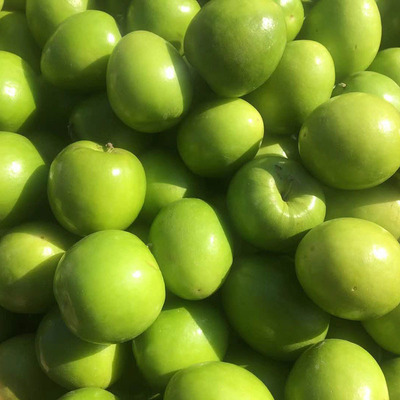 【一件代发】云南青枣之蜜枣牛奶大青新鲜冬枣脆枣【5斤泡沫箱】